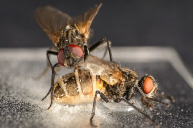 Nấm ký sinh dụ ruồi đực quan hệ với ruồi cái đã chết để lây nhiễm