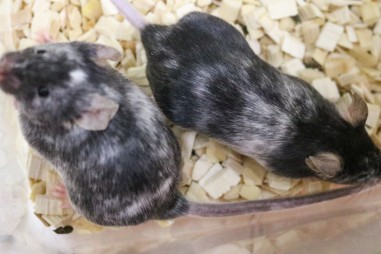 Chỉnh sửa gen tạo ra những lứa chuột toàn đực hoặc toàn cái