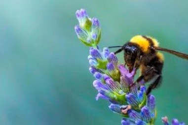 Phát hiện vi khuẩn đường ruột giúp cải thiện trí nhớ ở loài ong