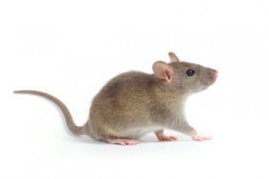 Mối liên hệ giữa chất gây nghiện và chức năng não ở chuột