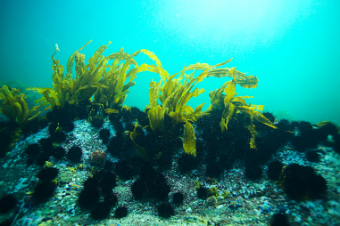 Tảo biển ngăn chặn lây nhiễm virus corona?