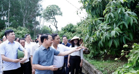 Vải thiều Bắc Giang vào vụ: Bộ trưởng mong "bứt phá" xuất khẩu