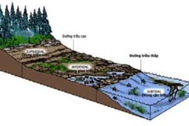 Nghiên cứu công nghệ xử lý ô nhiễm dầu trên biển bằng phương pháp phân hủy sinh học (Bioremediation)”