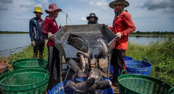 Thực hư chuyện ăn cá rô phi gây nguy hại sức khỏe